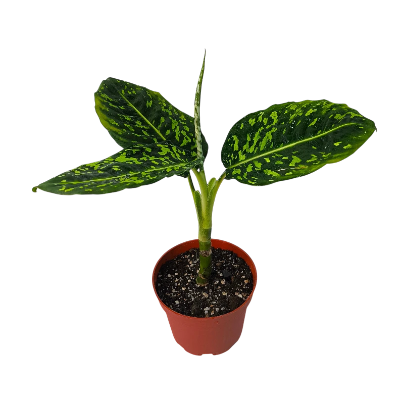 Dieffenbachia Star Bright светлые листья