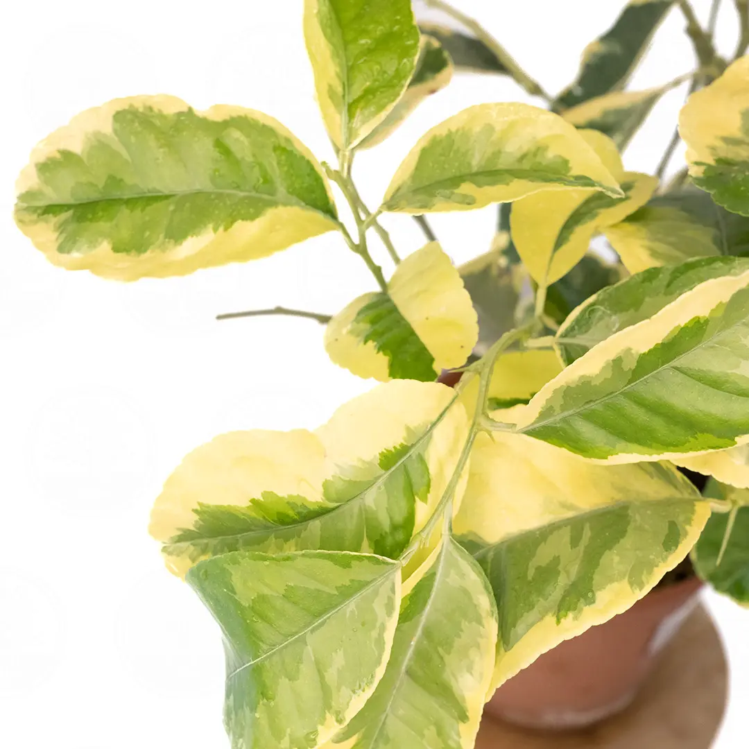 Цитрон Пиретто вариегатный / Citrus medica Piretto variegatis — цитрусовое растение, детальное фото
