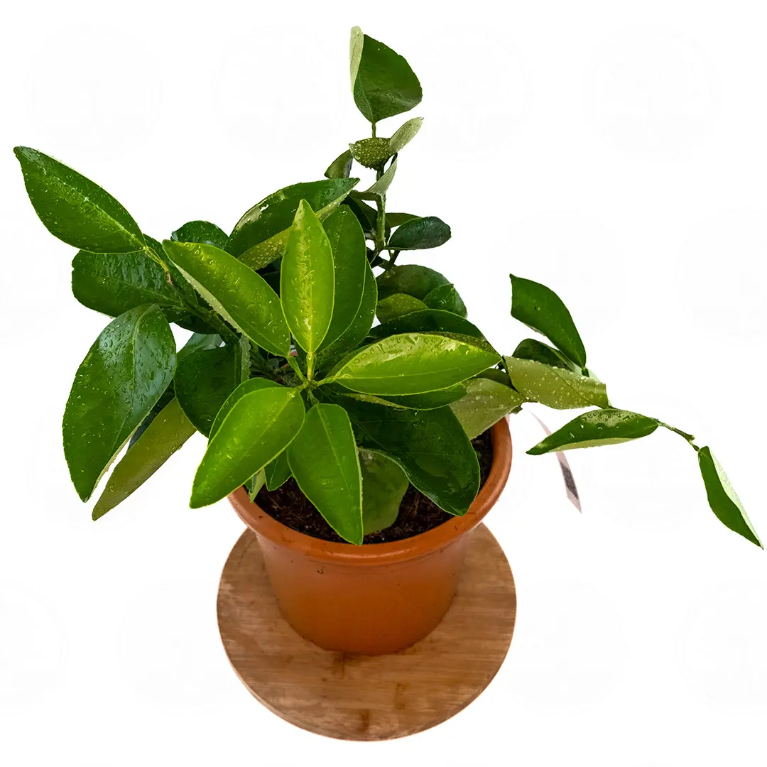 Апельсин Массэс а полпа бионда / Orange Massese a polpa bionda — цитрусовое растение, детальное фото
