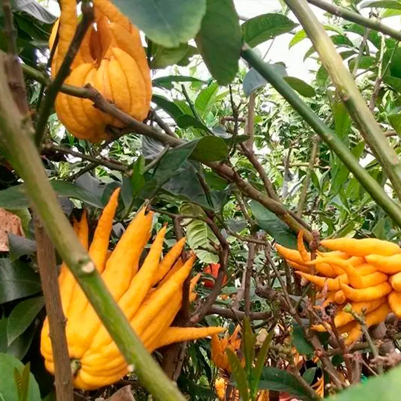 Цитрон Рука Будды розоцветный / Citrus medica Digitata — цитрусовое растение, детальное фото
