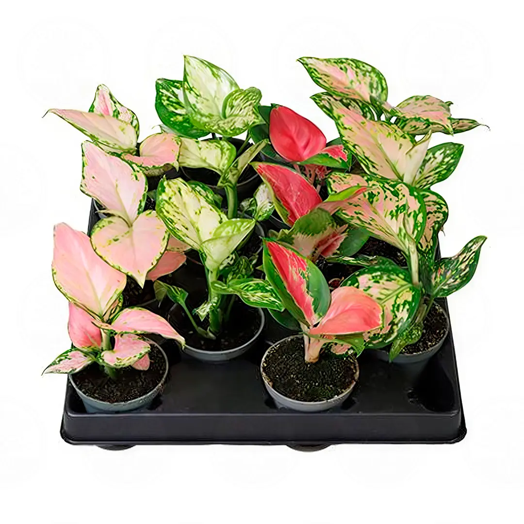 Аглаонема Mix/ Aglaonema Mix купить
