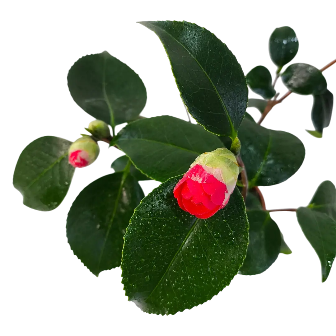 Камелия микс / Camellia Japonica Mix купить