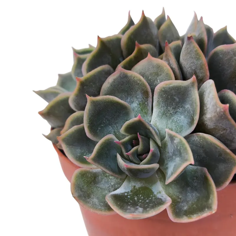 Эхеверия Фиона / Echeveria Fiona купить