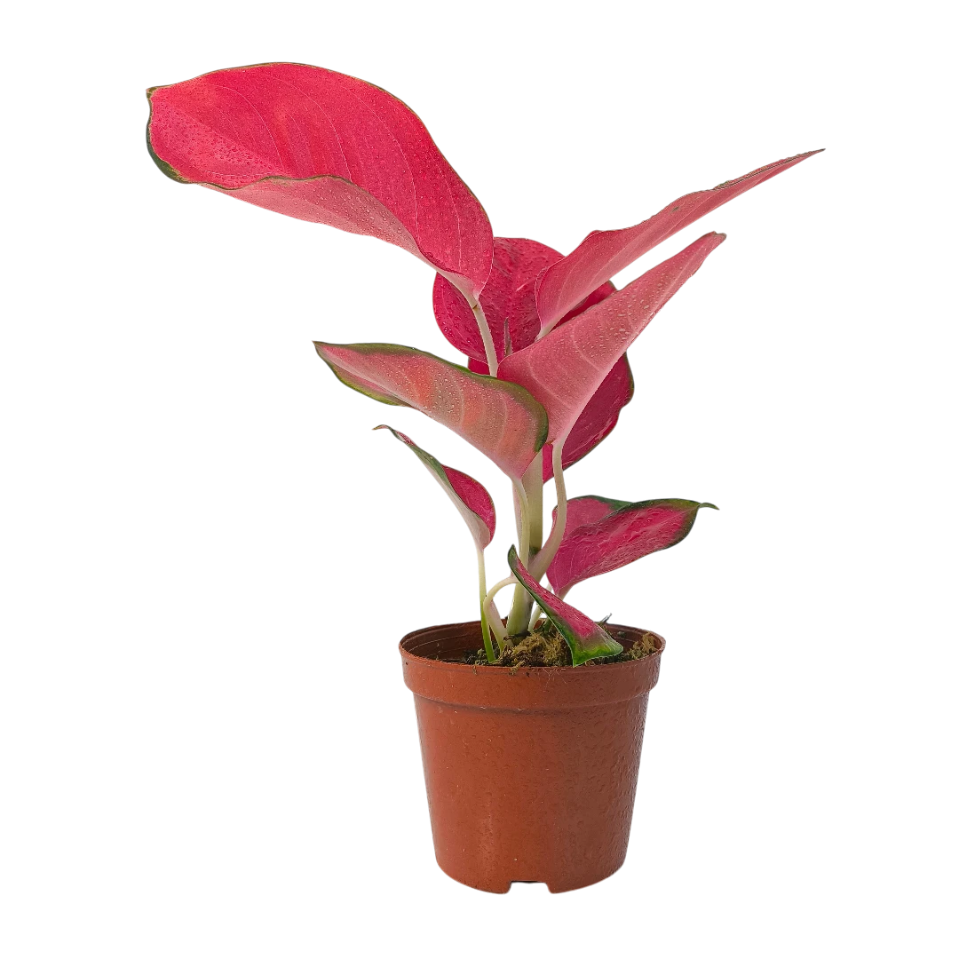 Аглаонема Чайна Ред, Китайская Красная /Aglaonema China Red купить