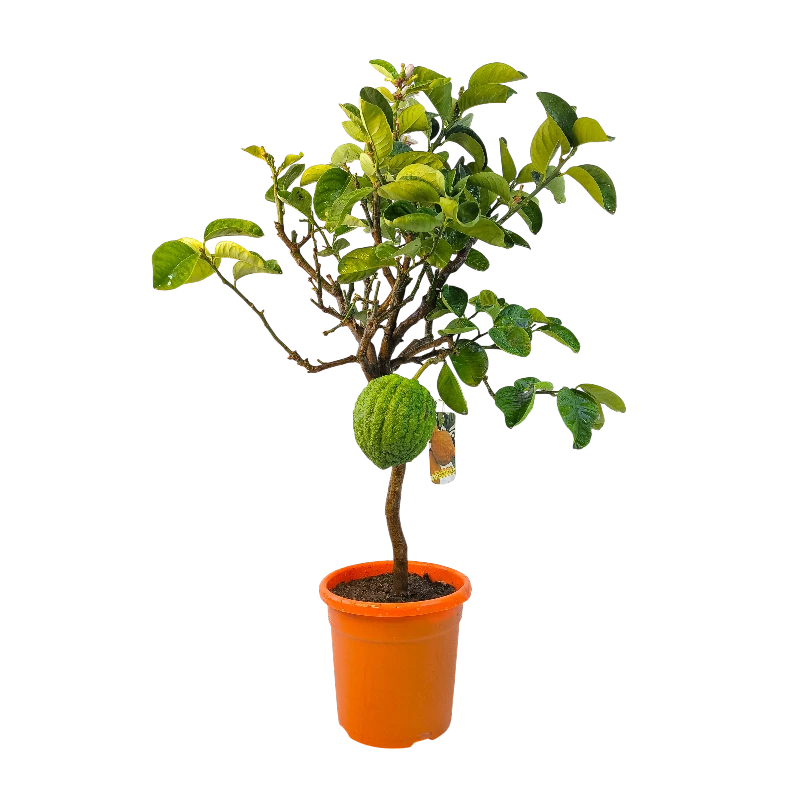 Цитрон Чедро Делла Чина / Citrus medica Cedro Della Cina — цитрусовое растение, детальное фото
