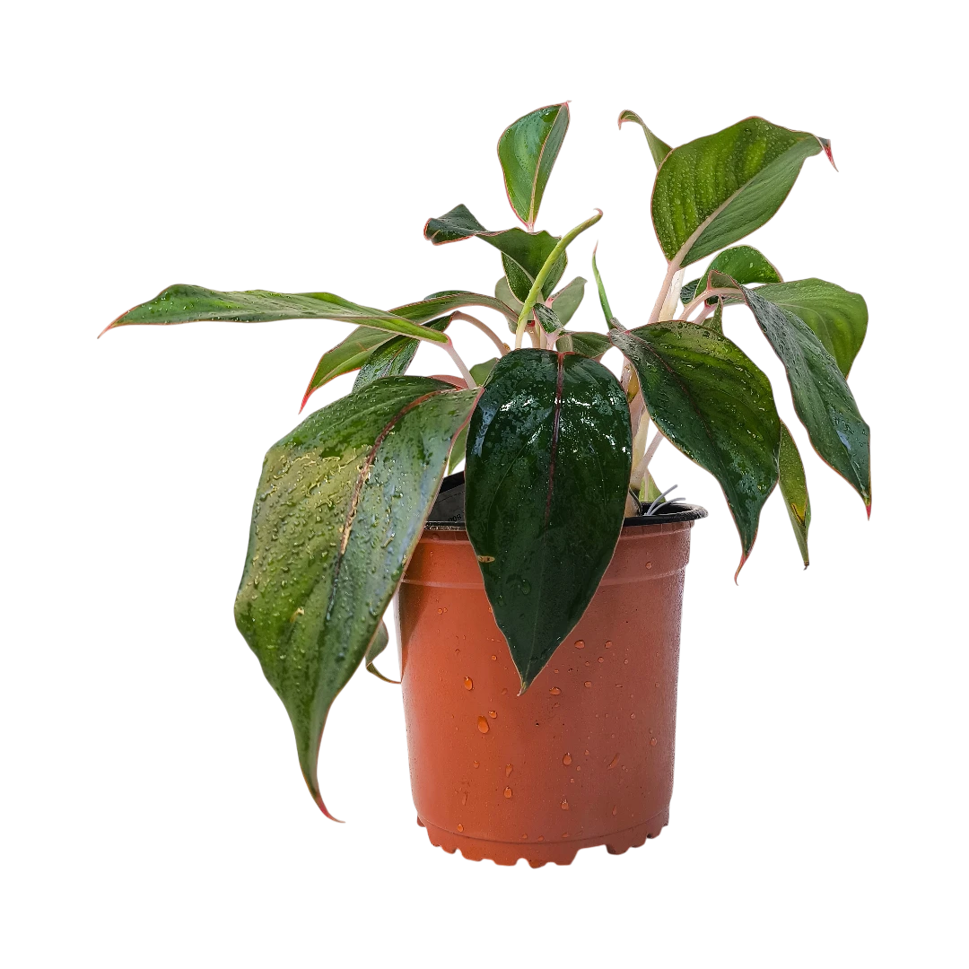 Аглаонема Сапфир / Aglaonema Sapphire, Sapphire Suzanne купить