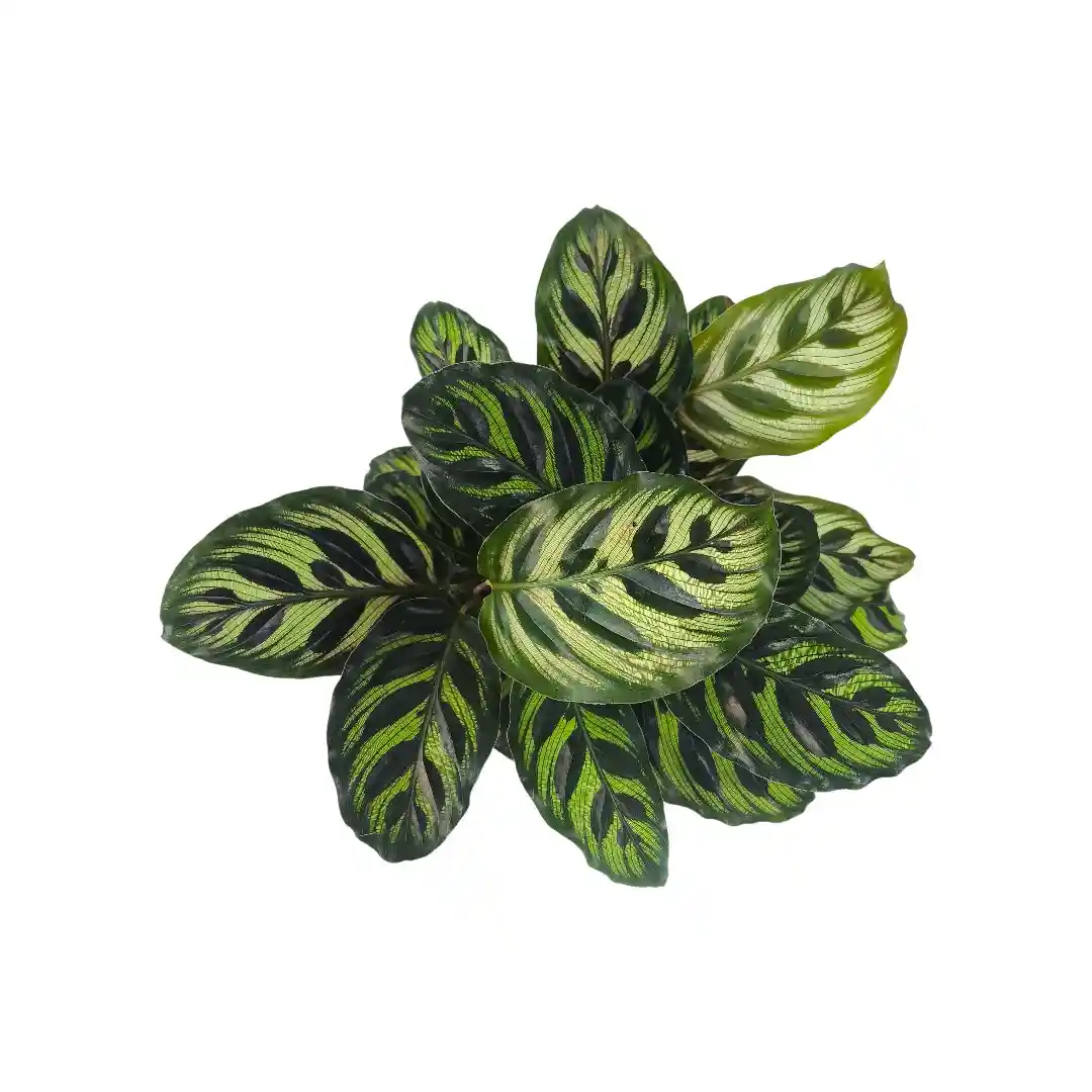 Калатея Макояна/ Calathea Makoyana купить