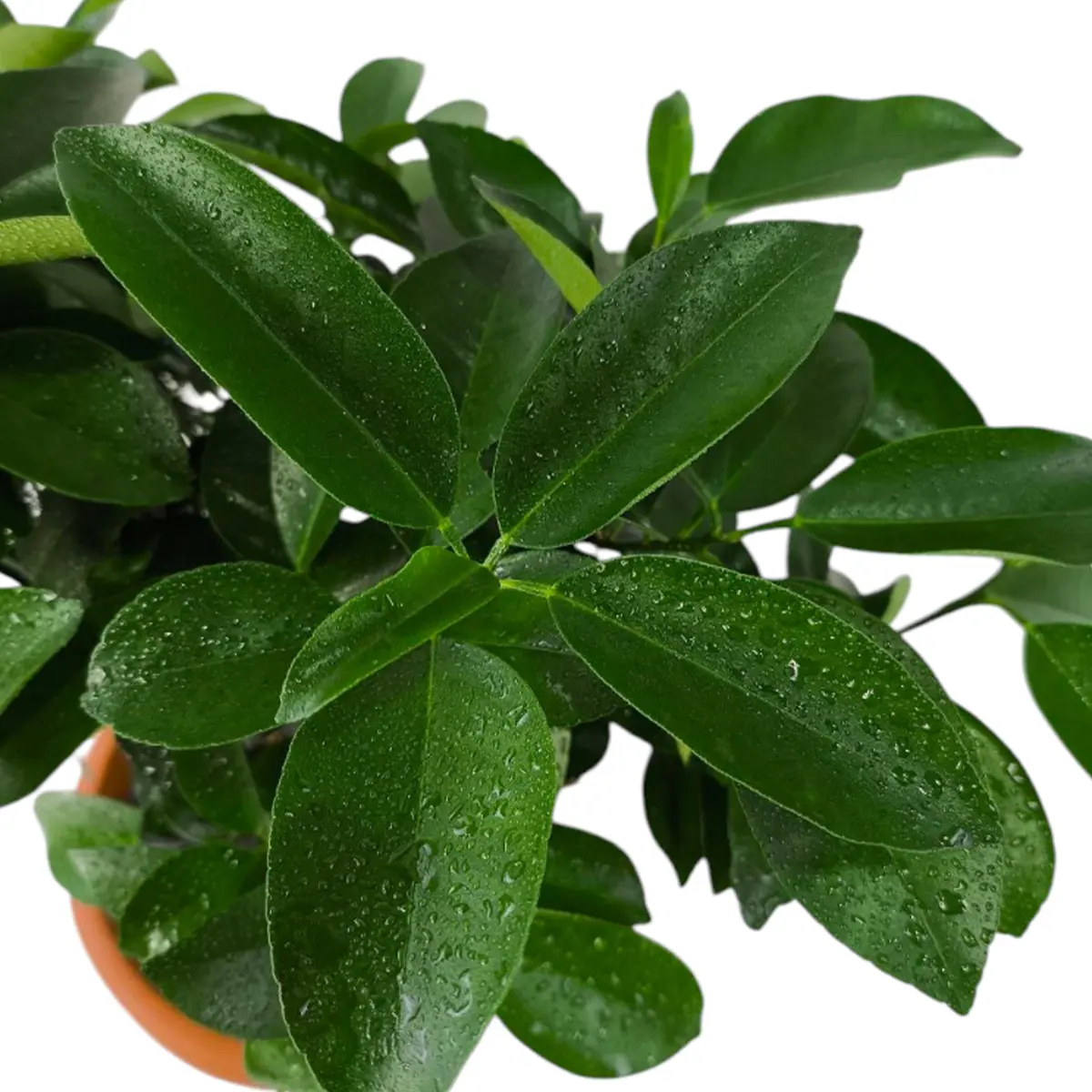 Гибрид Маргарита х Рука Будды / Fortunella margarita × Citrus medica var. — цитрусовое растение, детальное фото
