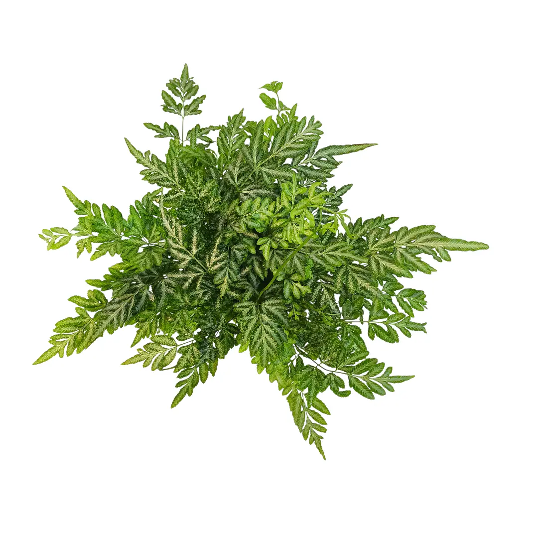 Птерис Виктория / Pteris ensiformis var. victoriae купить