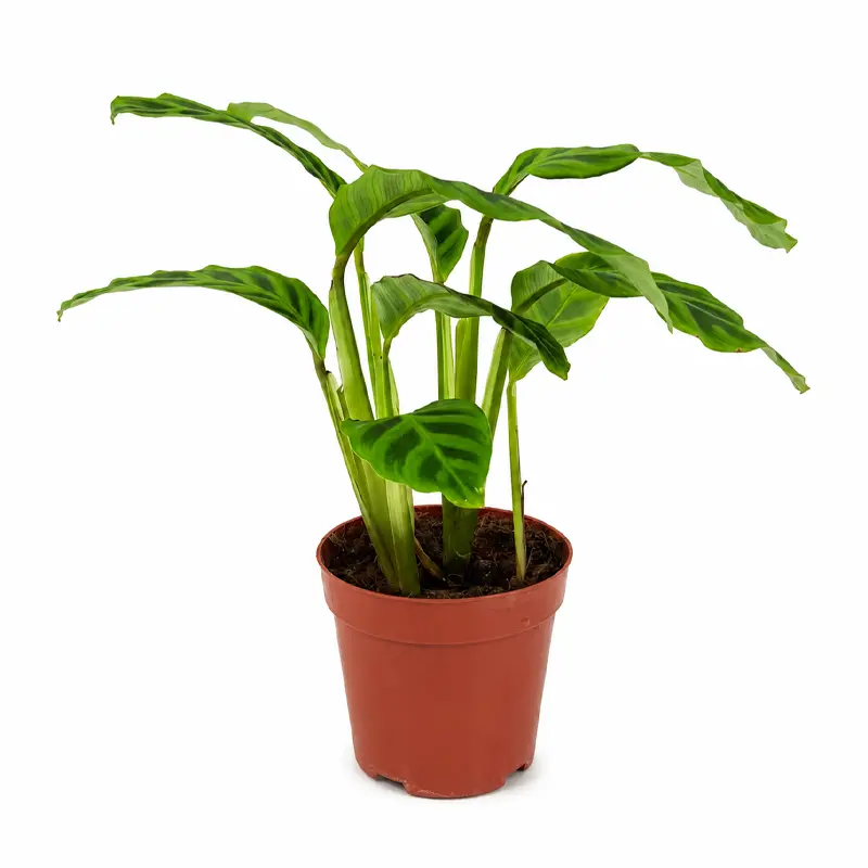 Калатея Грин Эппл / Calathea Green Apple купить