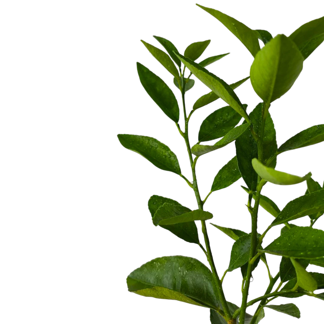 Лайм персидский / Lime Persian — цитрусовое растение, детальное фото
