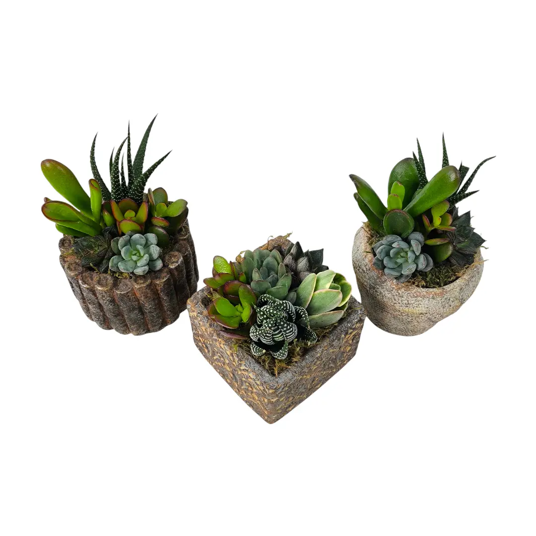 Суккуленты Супер Микс в кашпо/ Mix Succulents купить