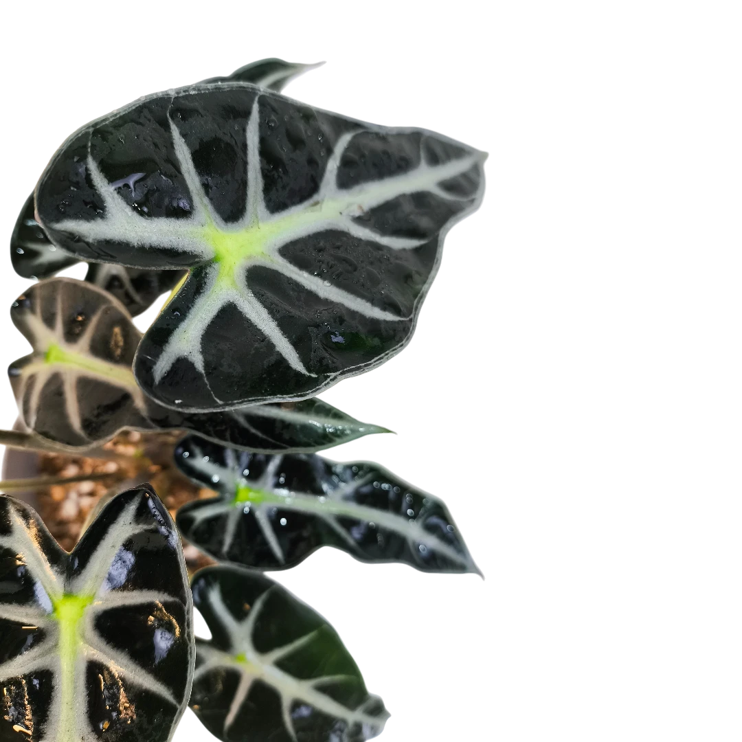 Алоказия Бамбино / Alocasia Bambino/Arrow купить