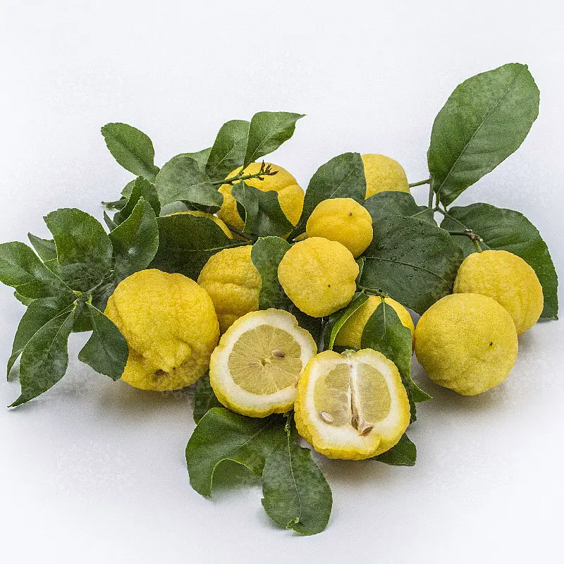 Лимон Неаполь / Lemon otaitensis di Napoli — цитрусовое растение, детальное фото
