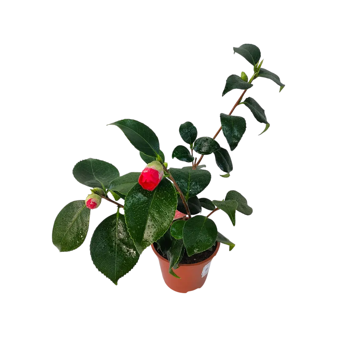 Камелия микс / Camellia Japonica Mix купить