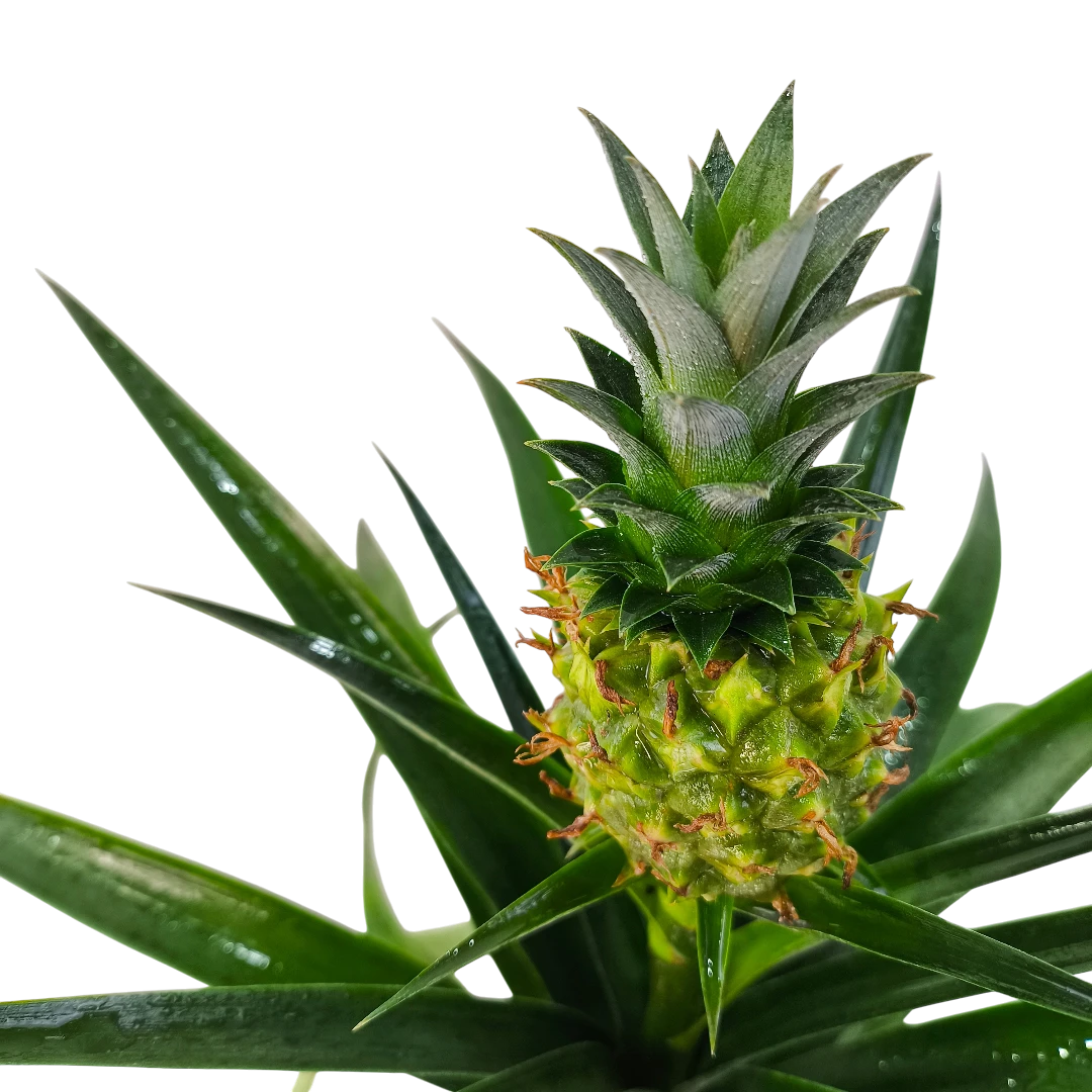 Ананас Ми Амиго / Ananas Mi Amigo