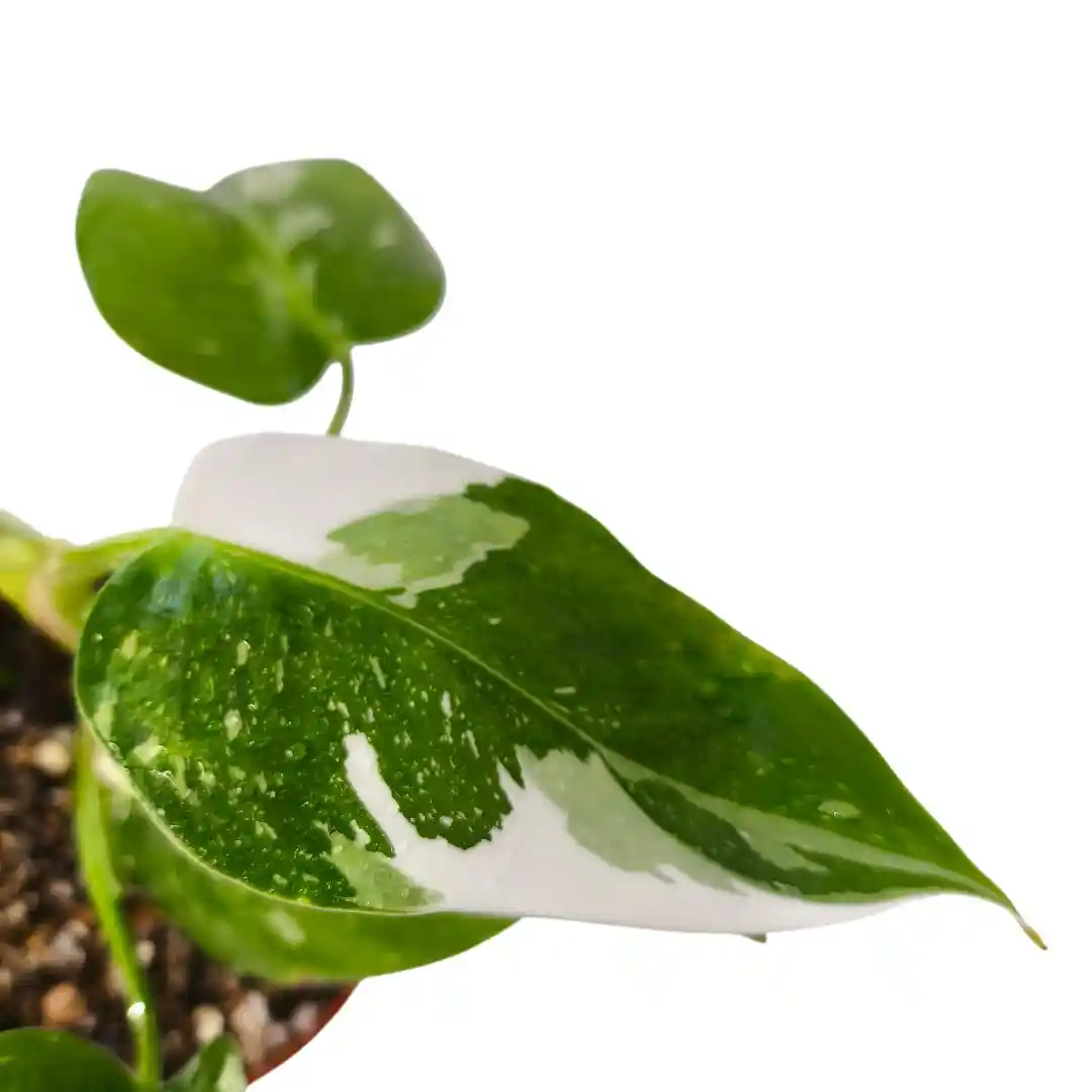 Philodendron White Wizard вариегатные листья