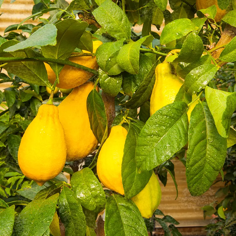 Цитрон Мак Нао Сан / Citrus medica Mak Nao San — цитрусовое растение, детальное фото
