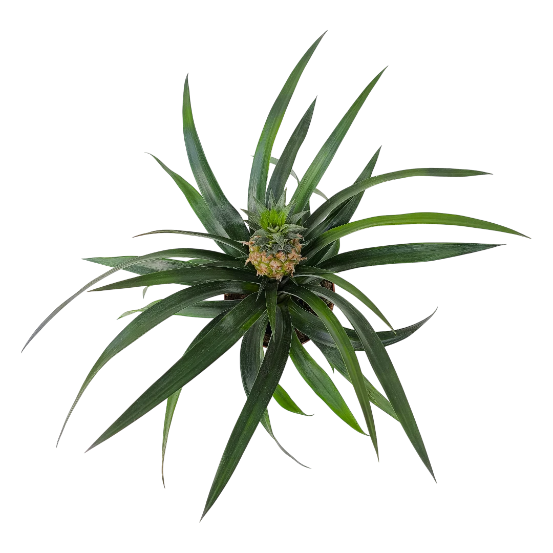 Ананас Розита / Ananas Rosita