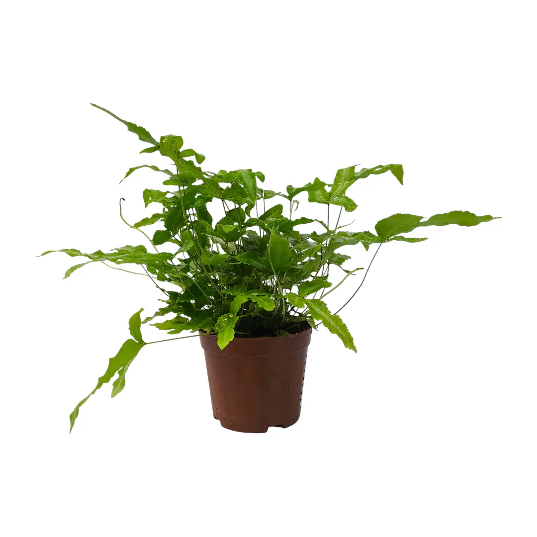 Птерис кретика Альболинеата / Pteris cretica Albolineata купить
