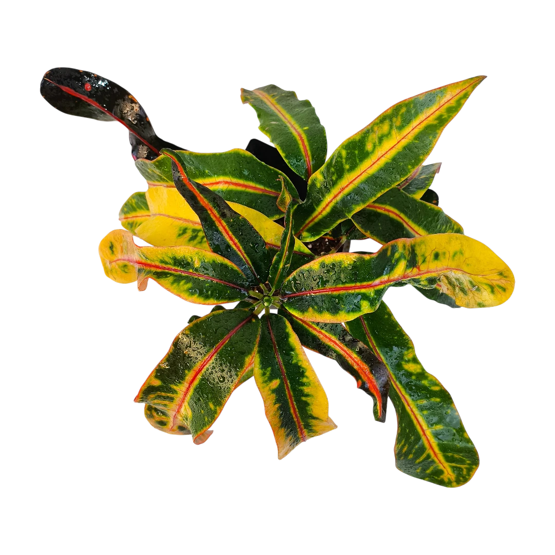 Кодиеум Гуаябо / Codiaeum Guayabo купить