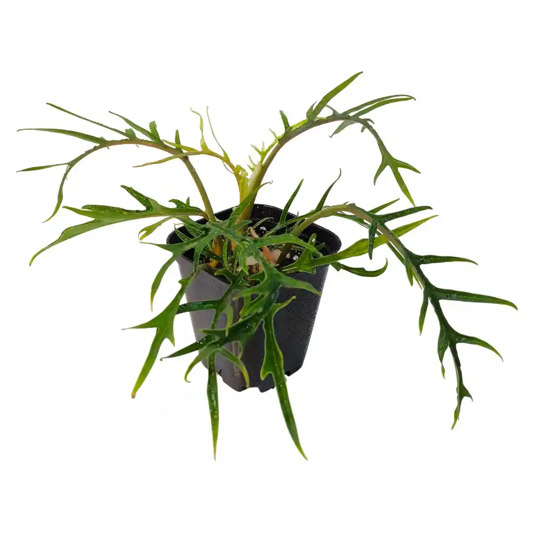 Филодендрон стоповидный / Philodendron pedatum купить
