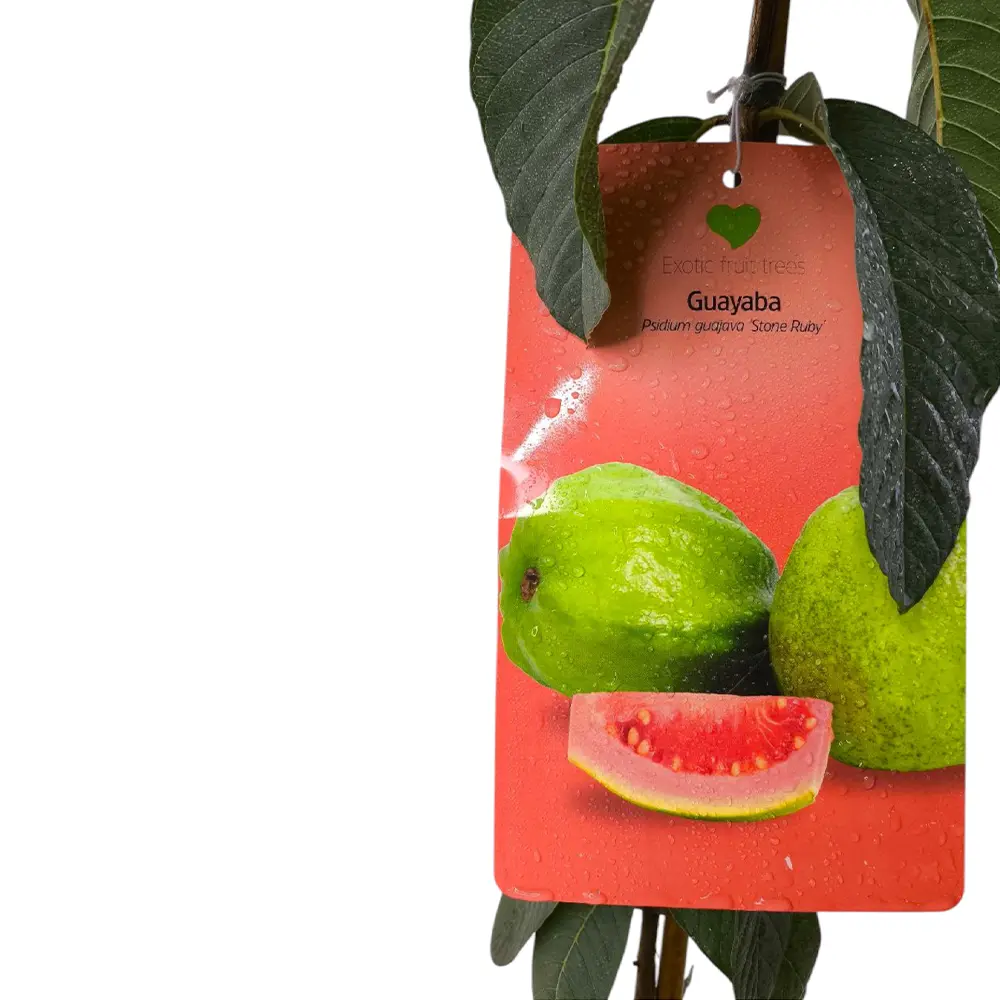 Гуава Стоун Руби / Psidium Stone Ruby