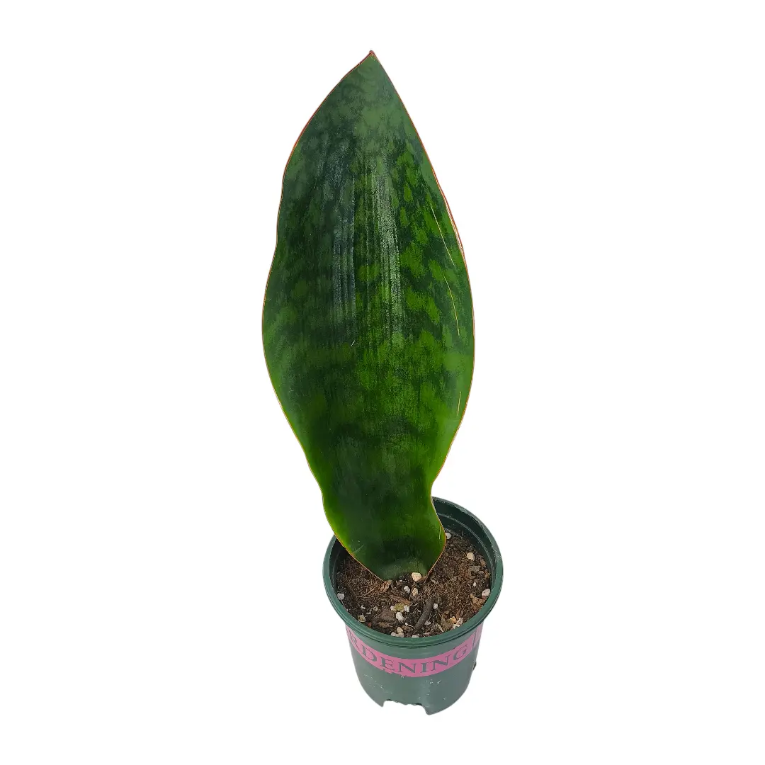 Сансевиерия Масониана Виктория/ Sansevieria Masoniana Victoria купить