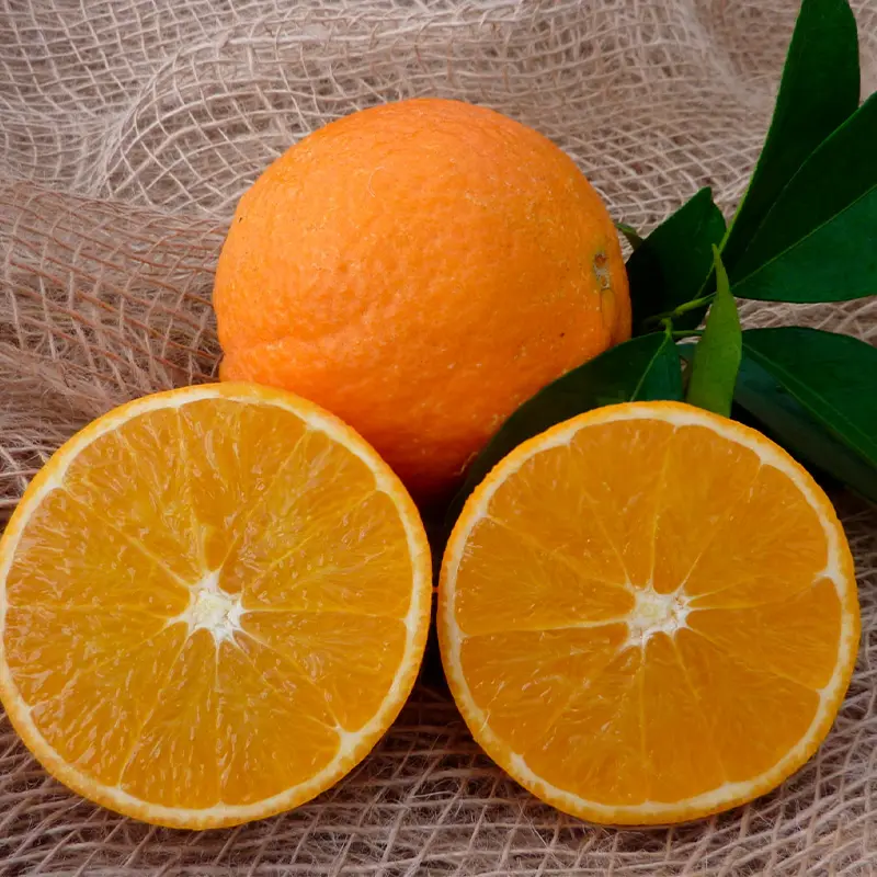 Апельсин Навел Фукумото / Orange Navel Fukumoto — цитрусовое растение, детальное фото
