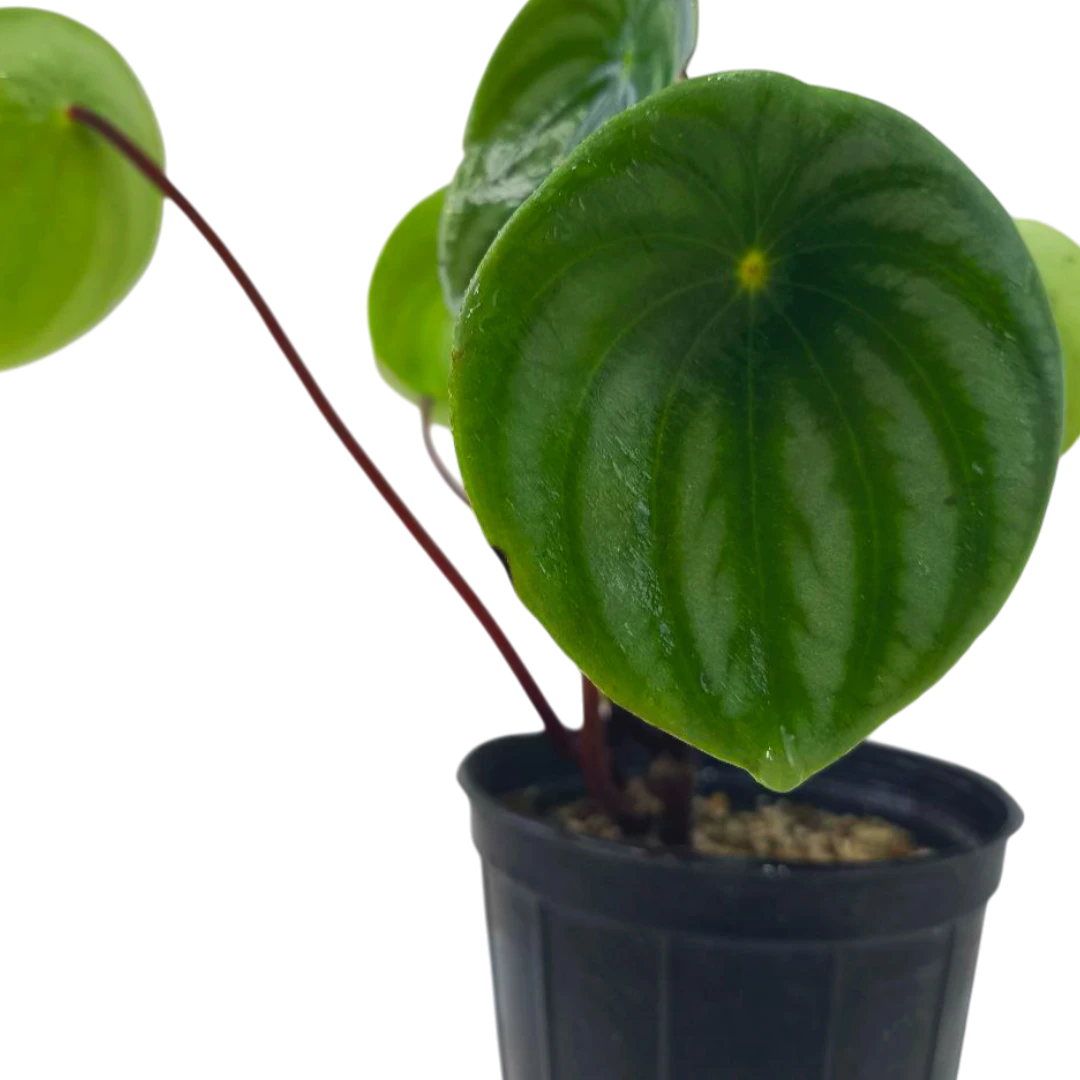 Пеперомия "Аргирея" / Peperomia "Argyreia" купить