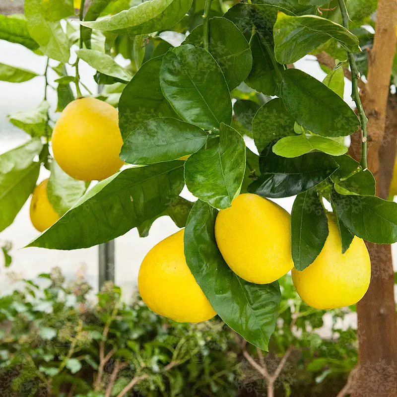 Лимон Борнео / Lemon Borneo — цитрусовое растение, детальное фото
