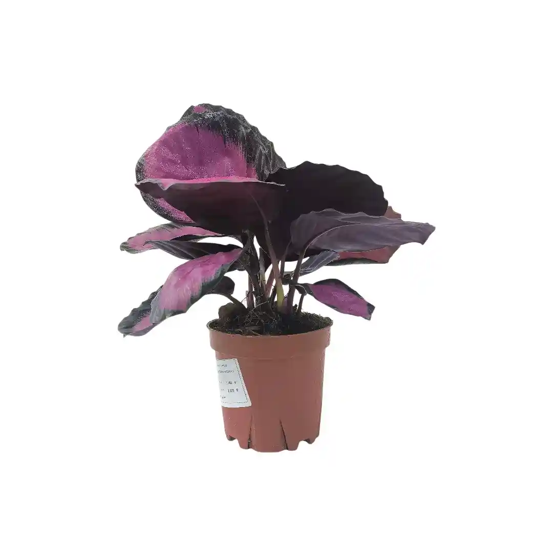 Калатея Розеопикта / Calathea Roseopicta купить