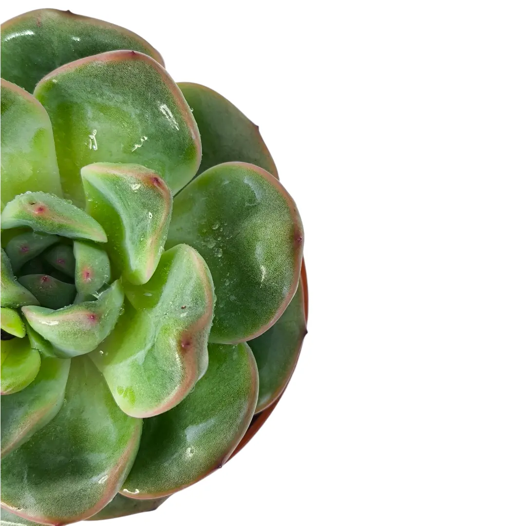 Эхеверия Строберри / Echeveria Strawberry Ice, Strawberry Jam купить