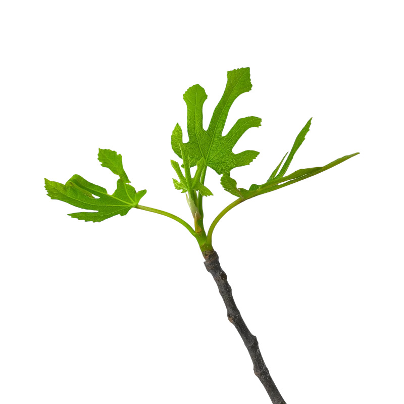 Инжир Литл Мисс Фиджи / Ficus Carica Little Miss Figgy
