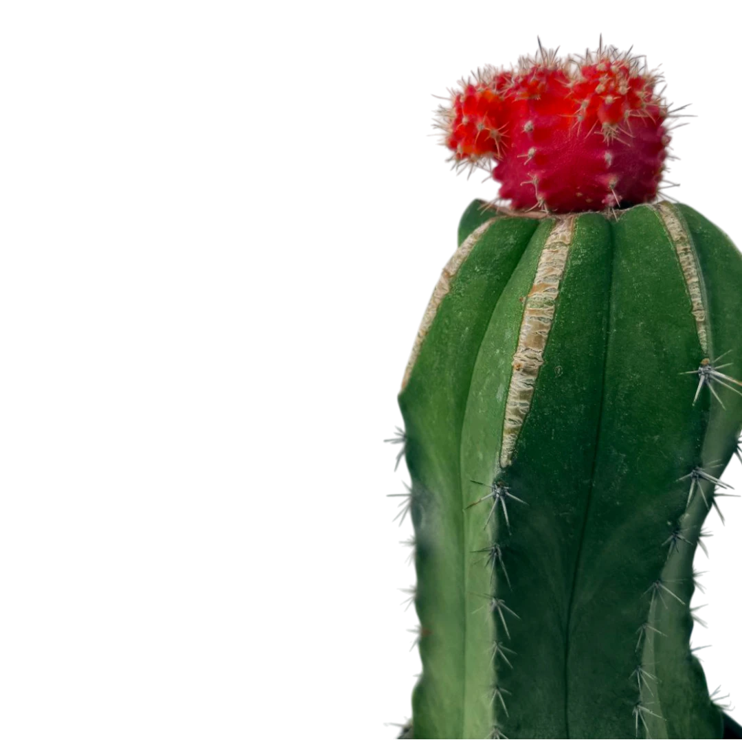 Гимнокалициум Фридриха / Gymnocalycium Friedrichii купить