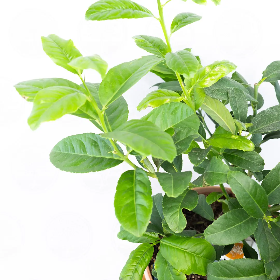 Цитрон Мак Нао Сан / Citrus medica Mak Nao San — цитрусовое растение, детальное фото

