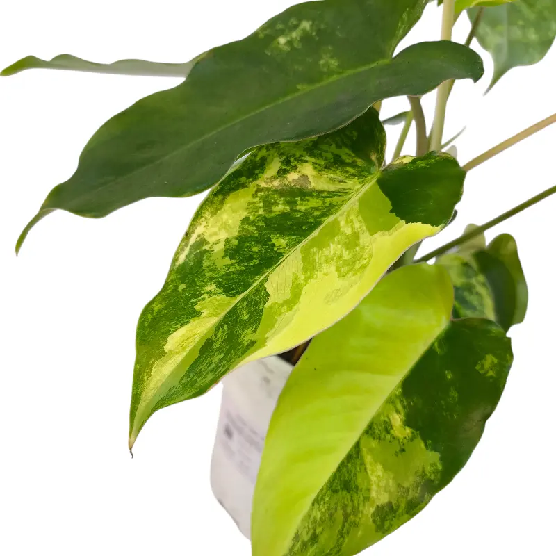 Филодендрон Бурле Маркс / Philodendron Burle Marx купить