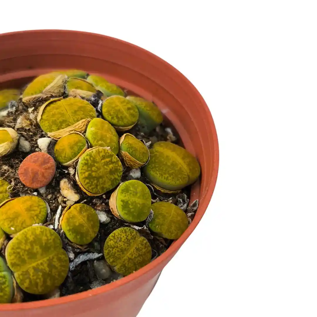 Литопс Лжеобрубленный / Lithops pseudotruncatella купить