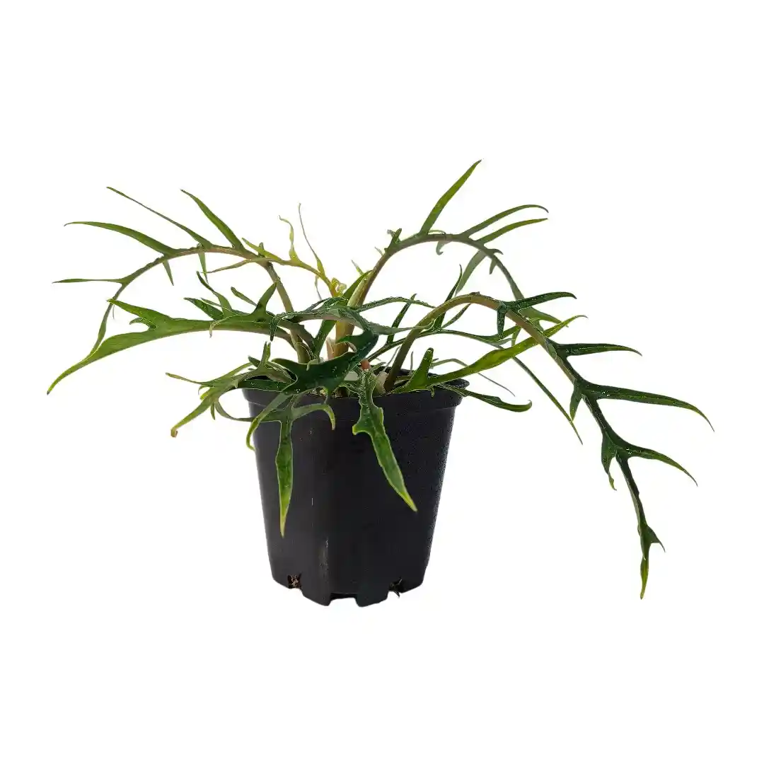Филодендрон стоповидный / Philodendron pedatum купить