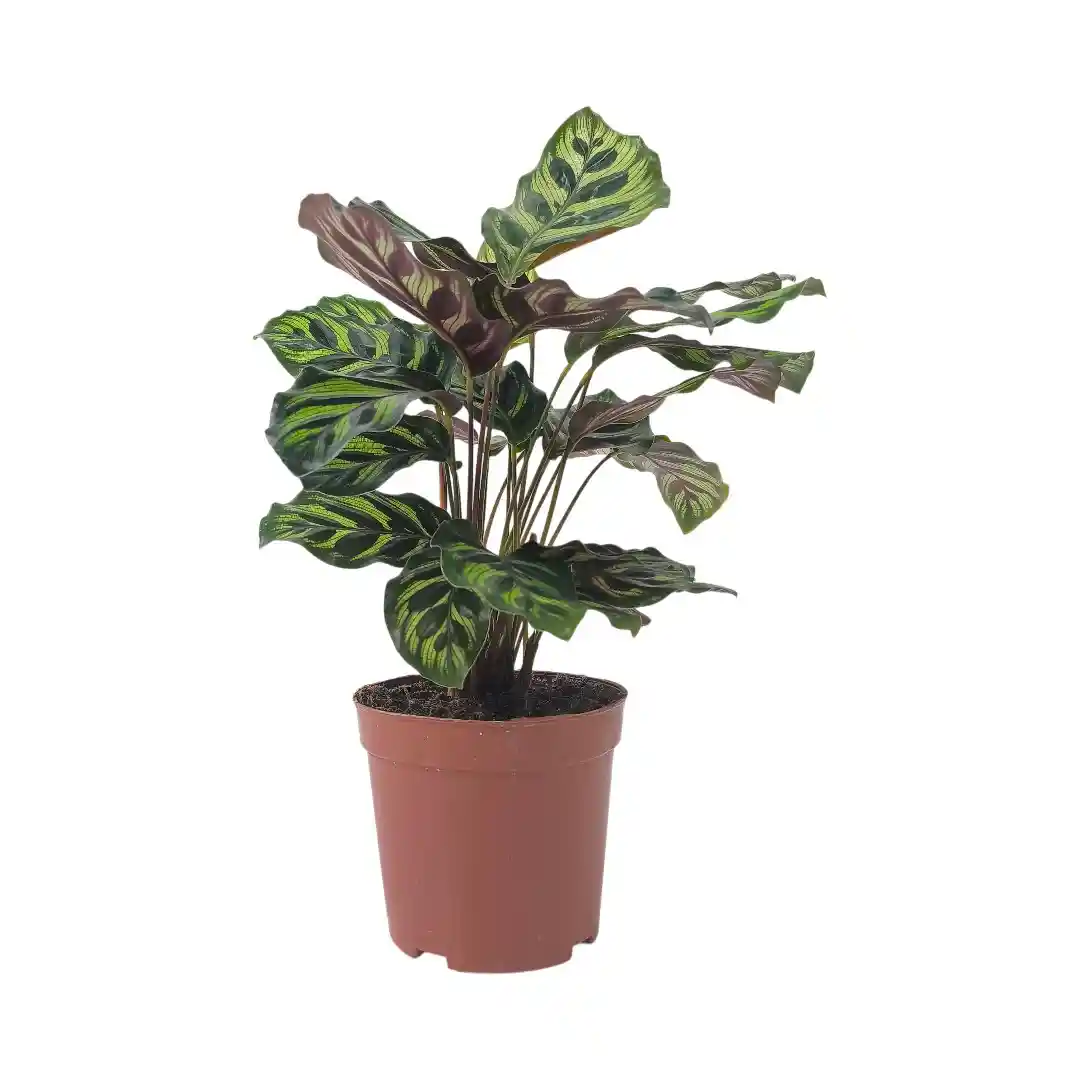 Калатея Макояна/ Calathea Makoyana купить