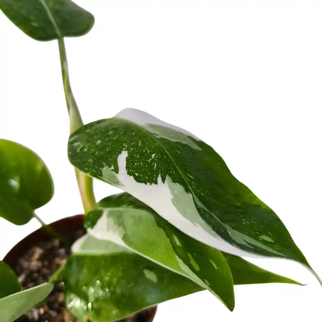 Philodendron White Wizard вариегатные листья