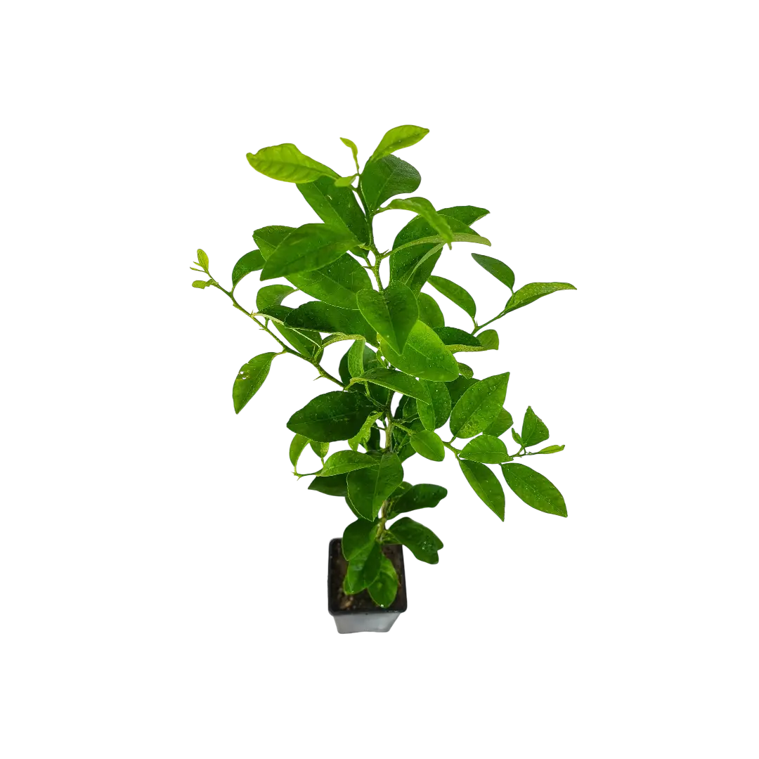 Лимон Волкамериана / Lemon Volkameriana — цитрусовое растение, детальное фото
