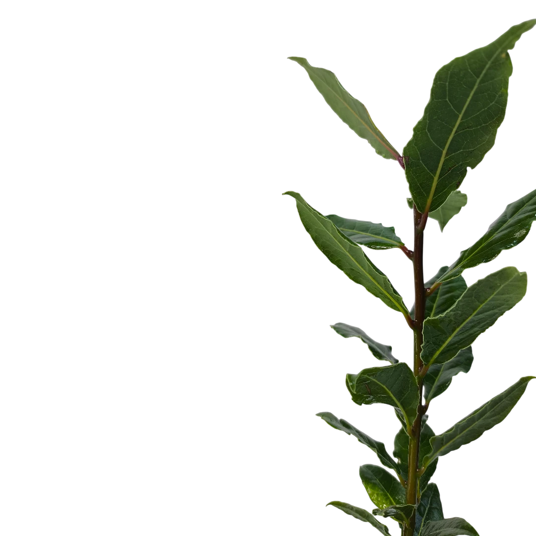 Лавр Нобилис / Laurus Nobilis купить