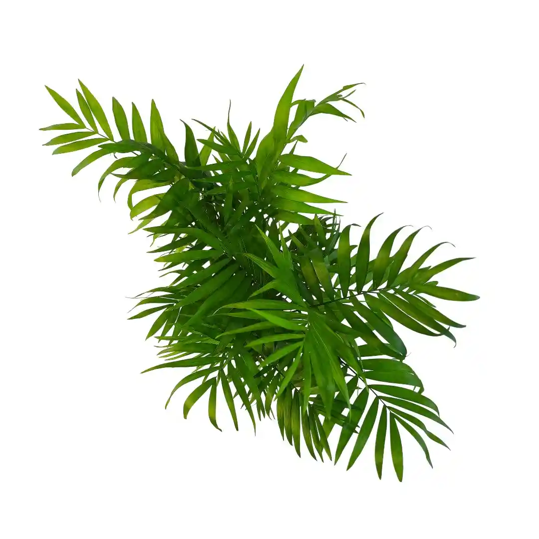 Хамедорея Сейфризи / Chamaedorea seifrizii купить