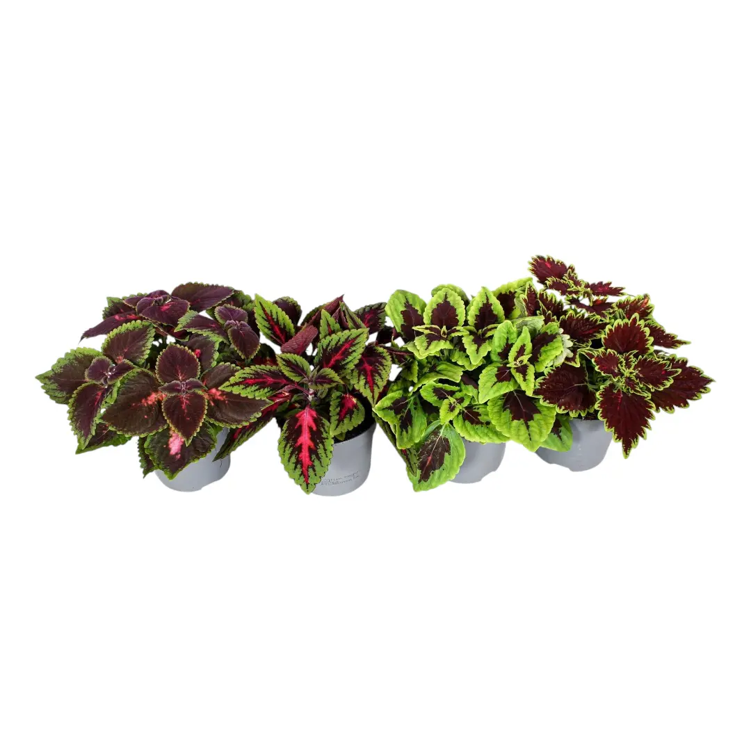 Колеус минимал/ Coleus Minimaal 3 Soorten купить
