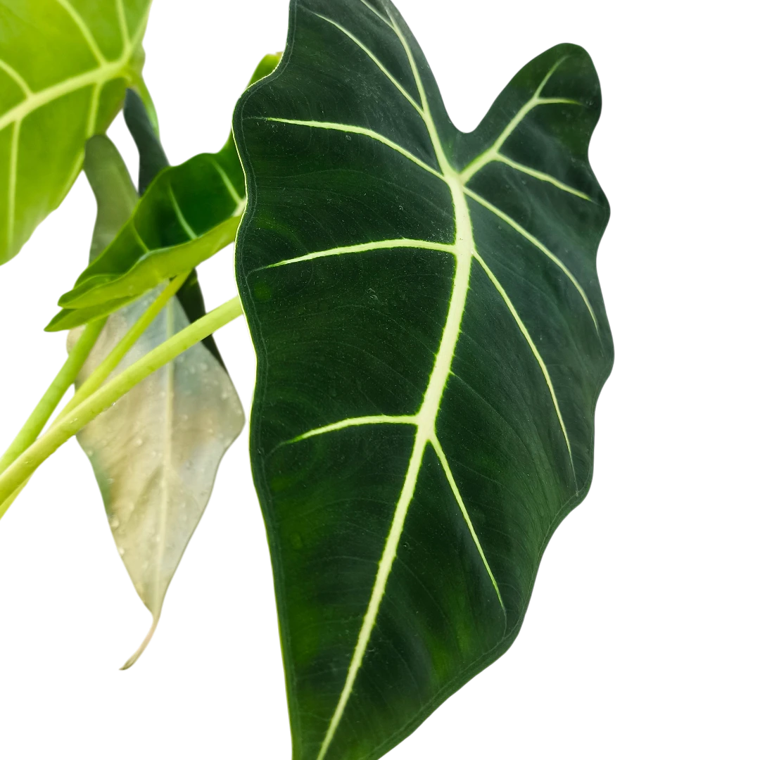 Алоказия Фрайдек / Alocasia micholitziana Frydek купить