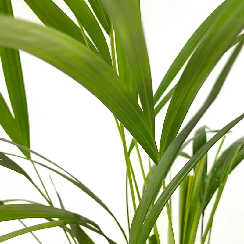 Арековая пальма (Dypsis lutescens) купить