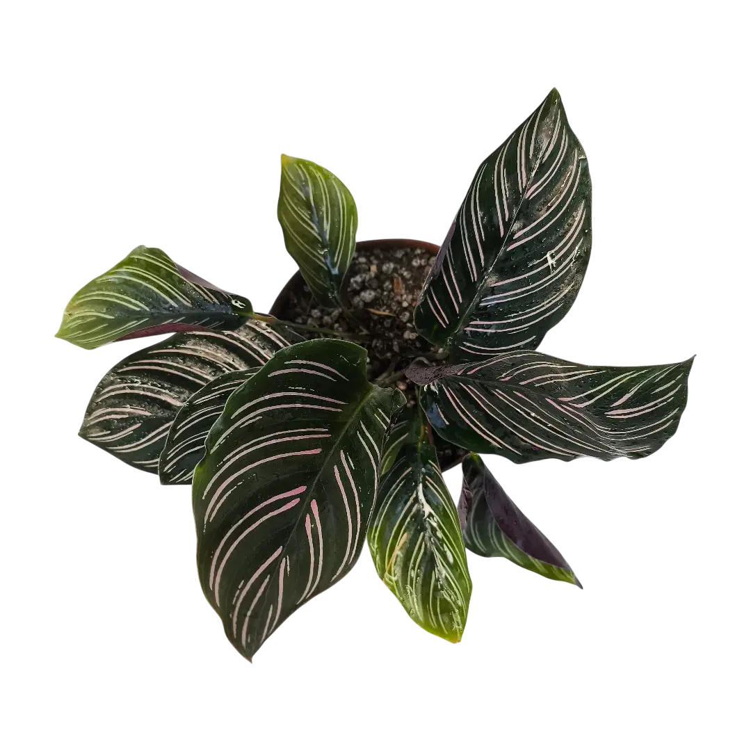 Калатея Сандериана Орната/ Calathea sanderiana, Ornata купить