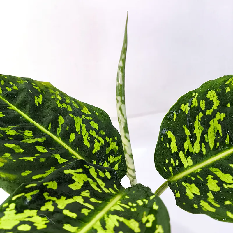 Dieffenbachia Star Bright светлые листья