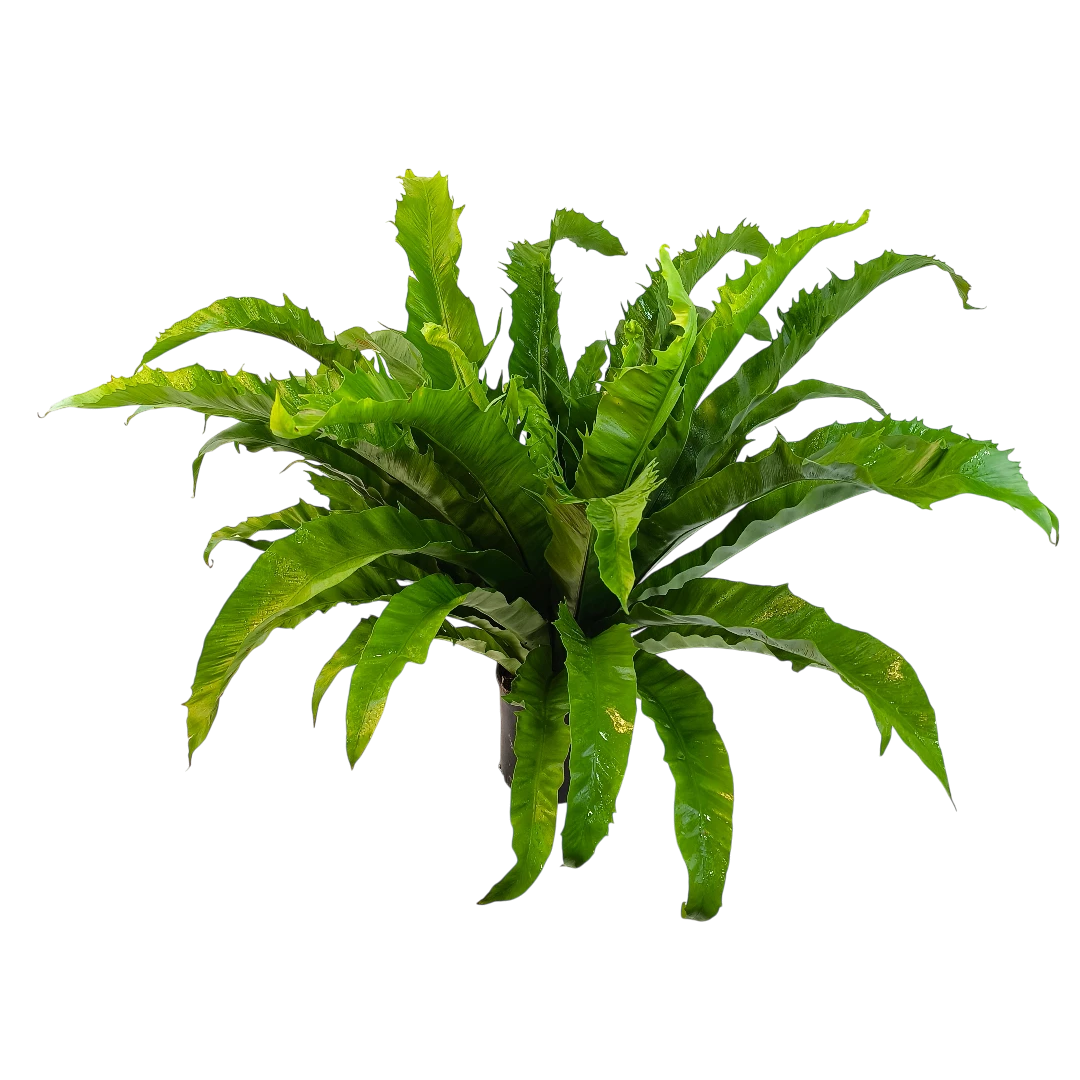 Асплениум Венера / Asplenium Nidus Venus купить